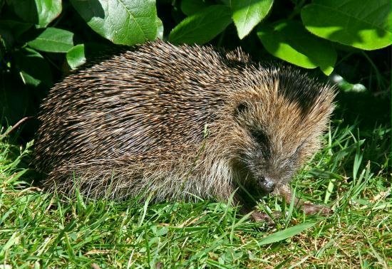 Hedgehog <i>Erinaceus europaeus</i>
